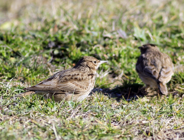 Crested Lark