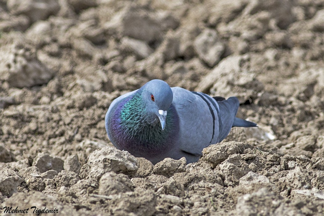 Rock Dove