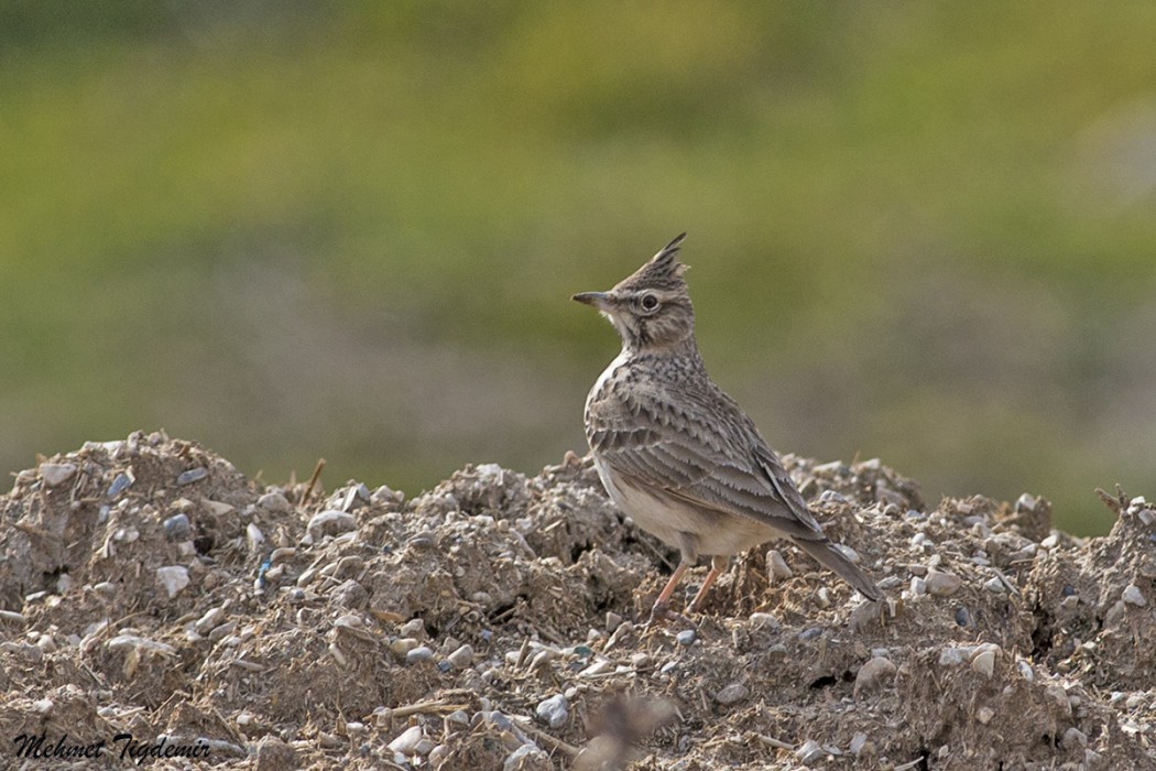 Crested Lark