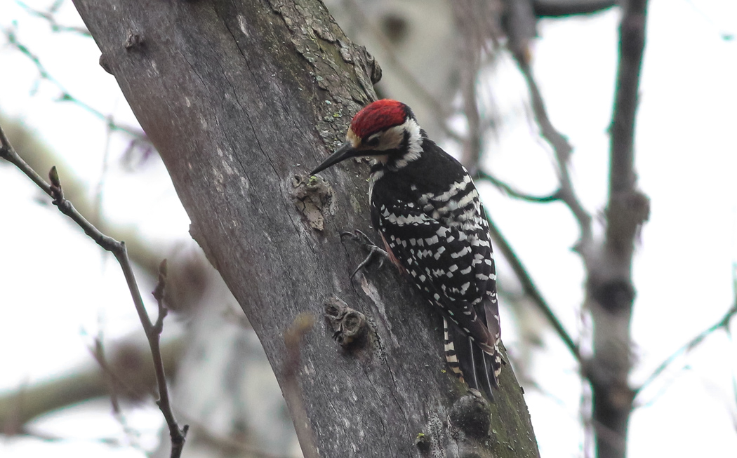 White-backed Woodpecker