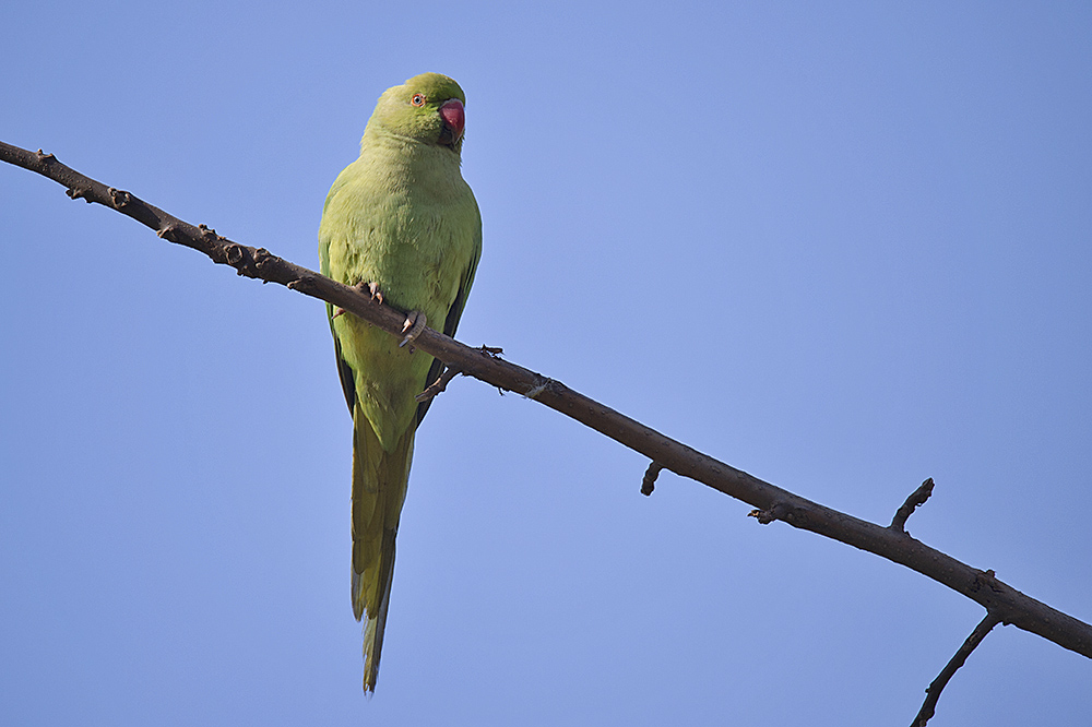 Rose-ringed Parakeet