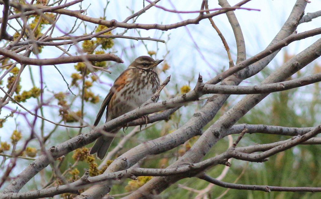 Redwing