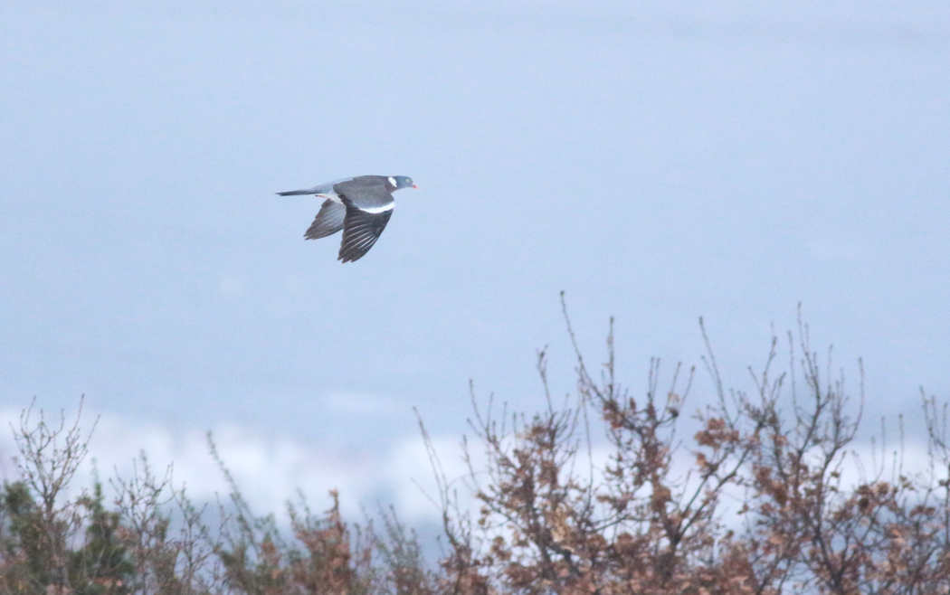Common Wood Pigeon