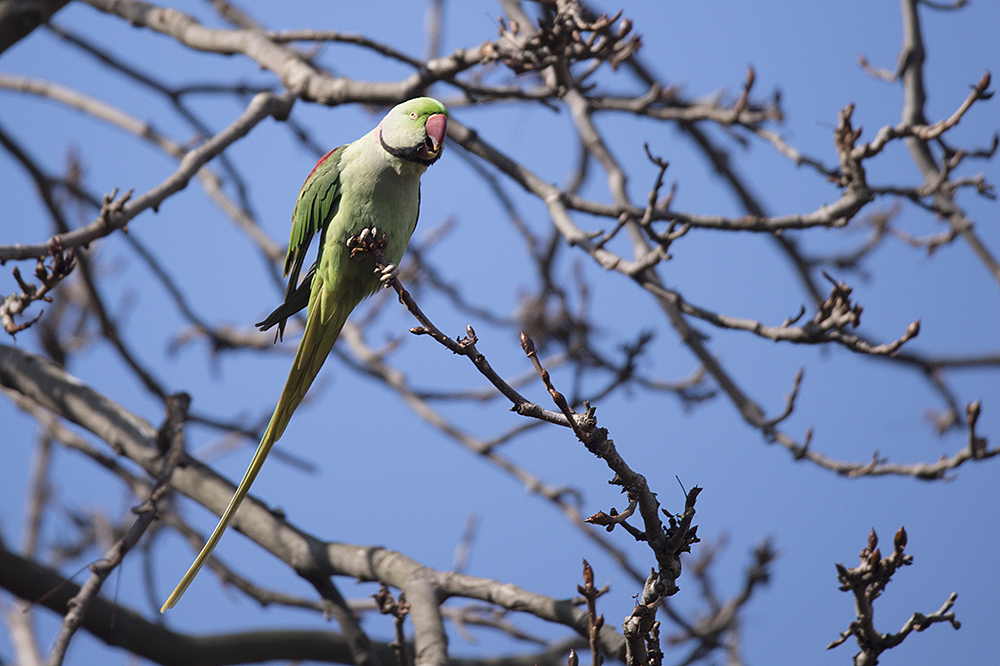 Alexandrine Parakeet