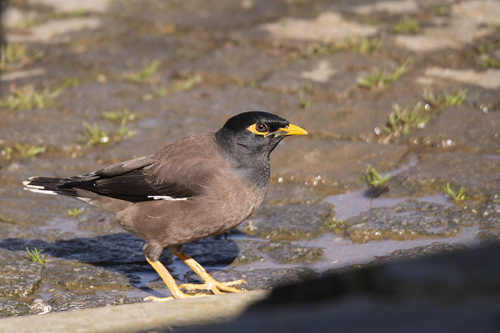 Common Myna