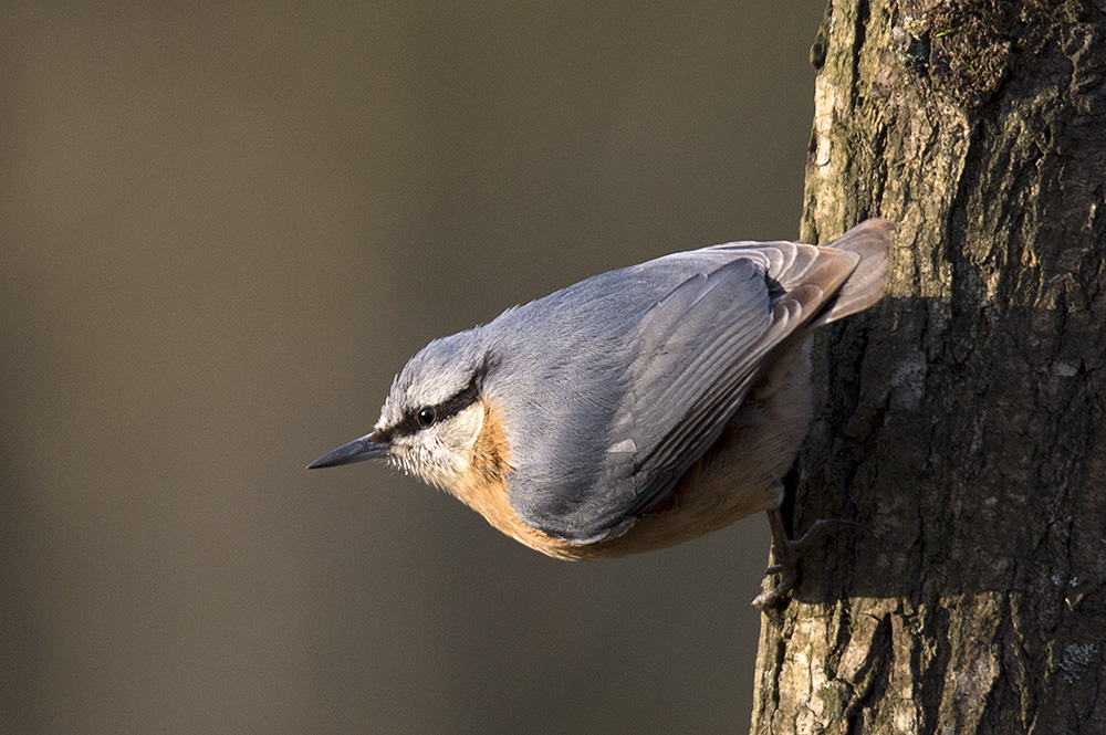 Eurasian Nuthatch