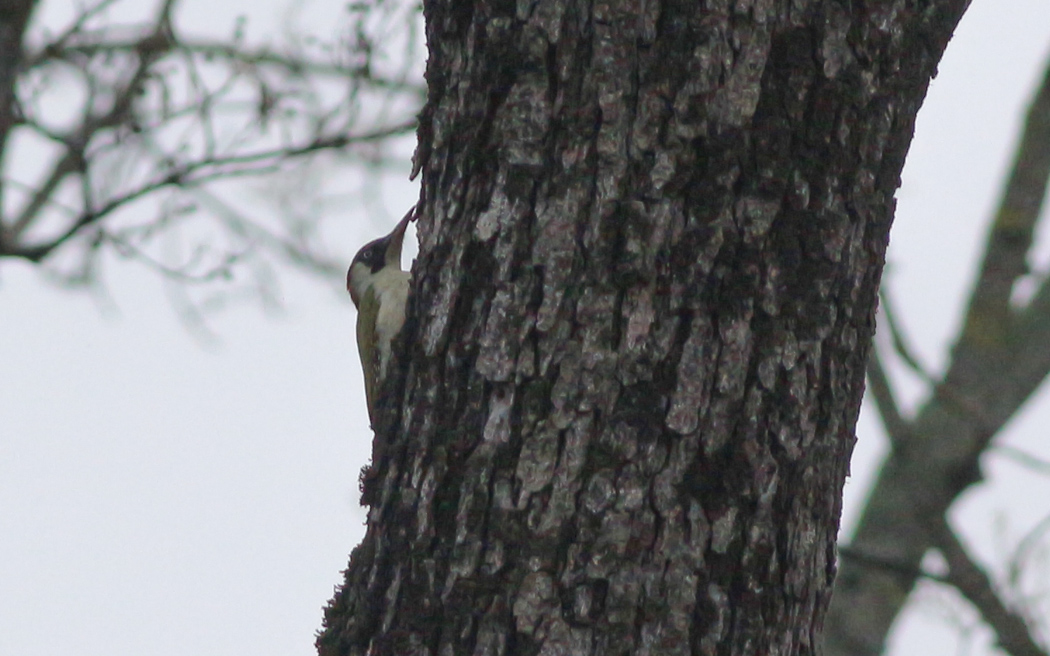 European Green Woodpecker