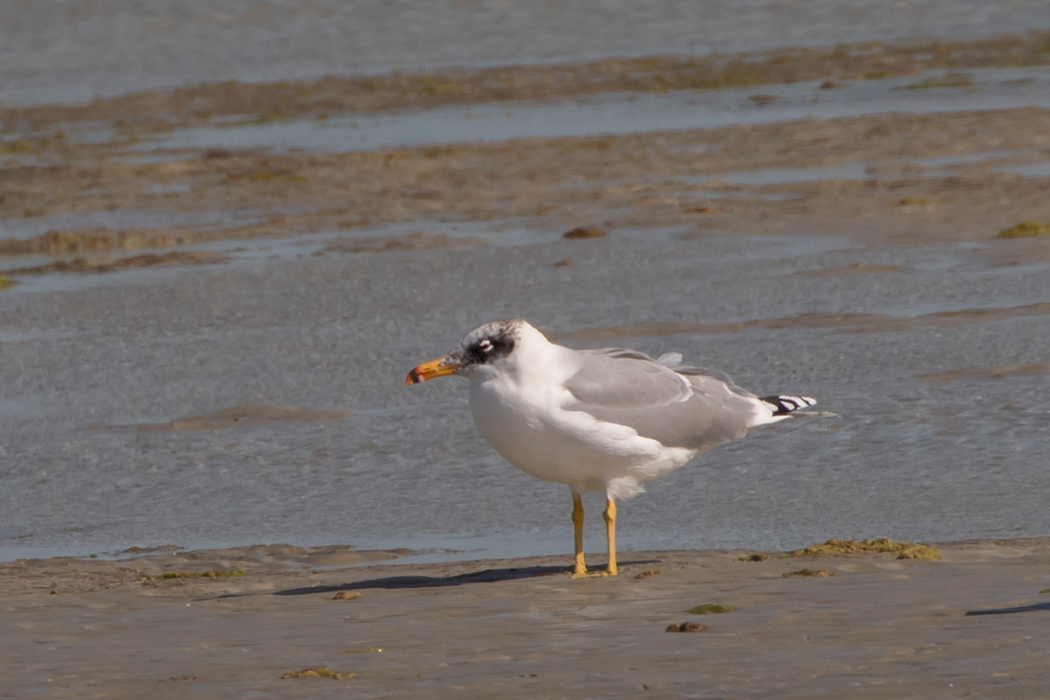 Pallas`s Gull