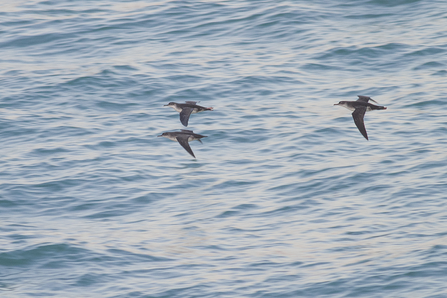 Yelkouan Shearwater