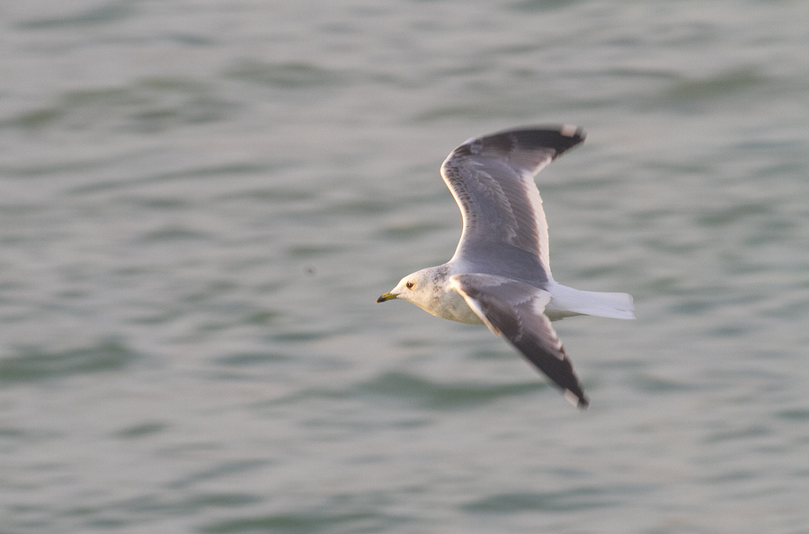 Mew Gull