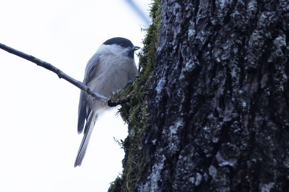Marsh Tit
