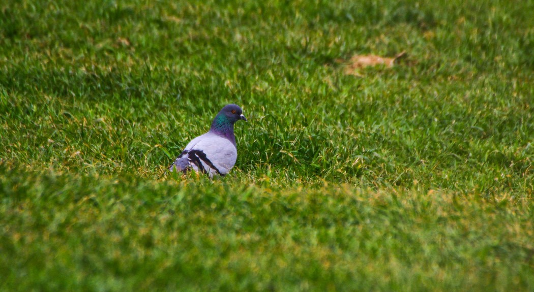 Rock Dove