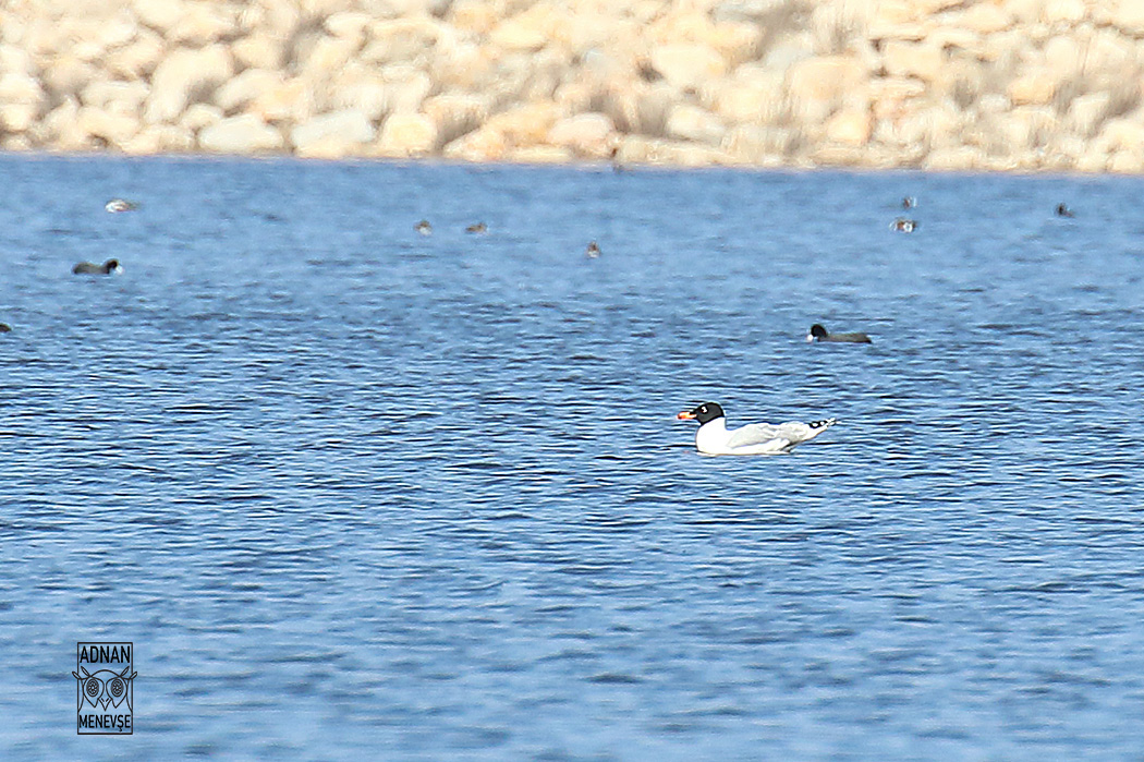 Pallas`s Gull