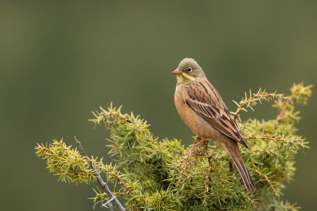 Ortolan Bunting