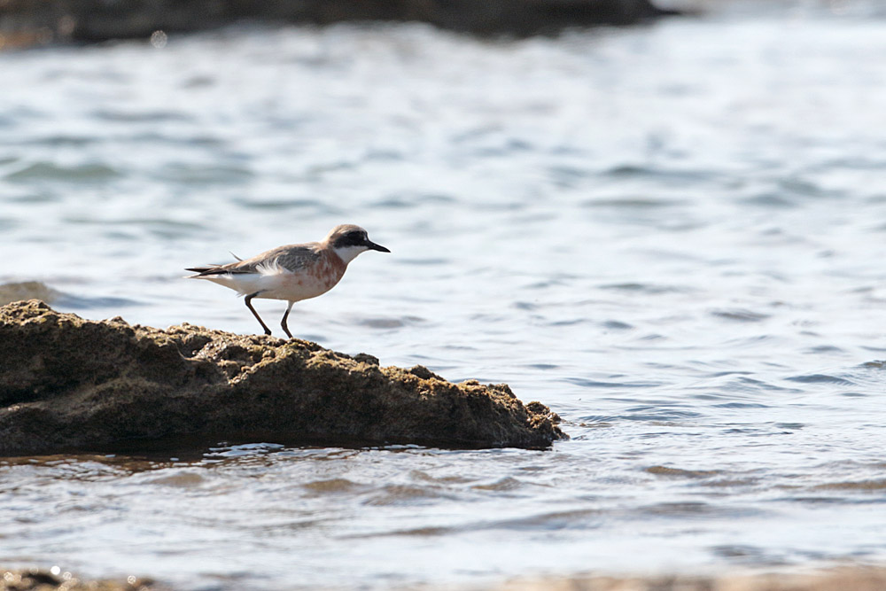 Greater Sand Plover