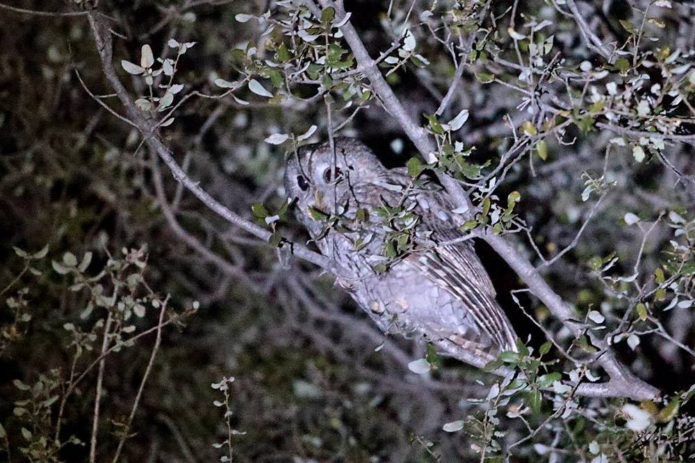 Tawny Owl