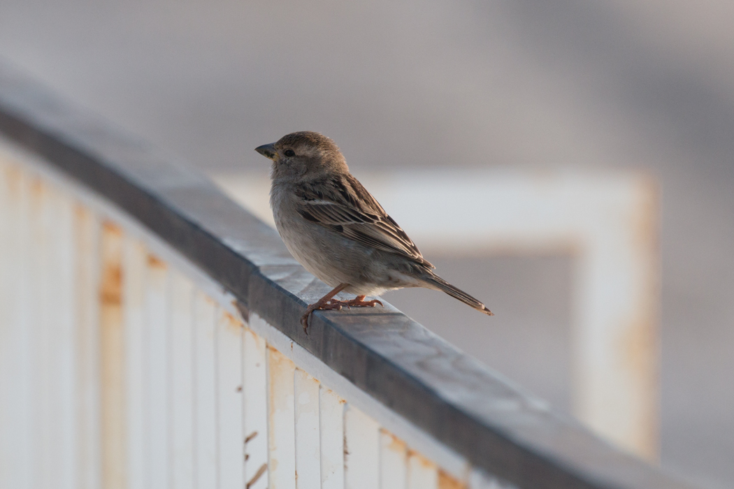 House Sparrow