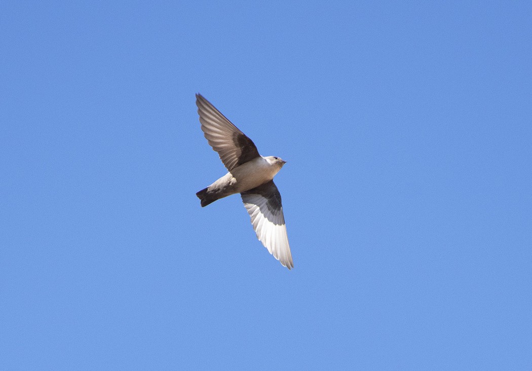 Eurasian Crag Martin