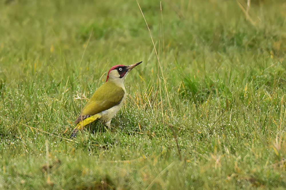 European Green Woodpecker