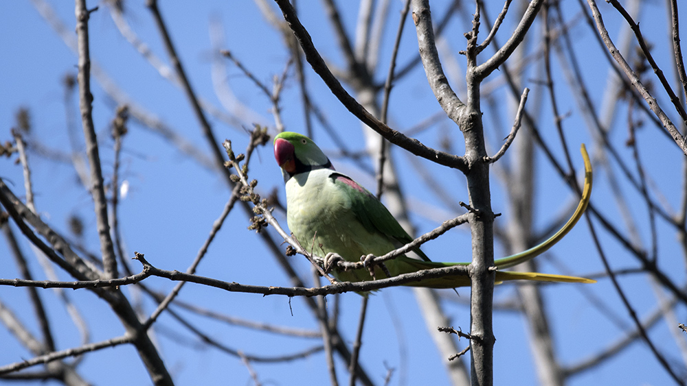 Alexandrine Parakeet
