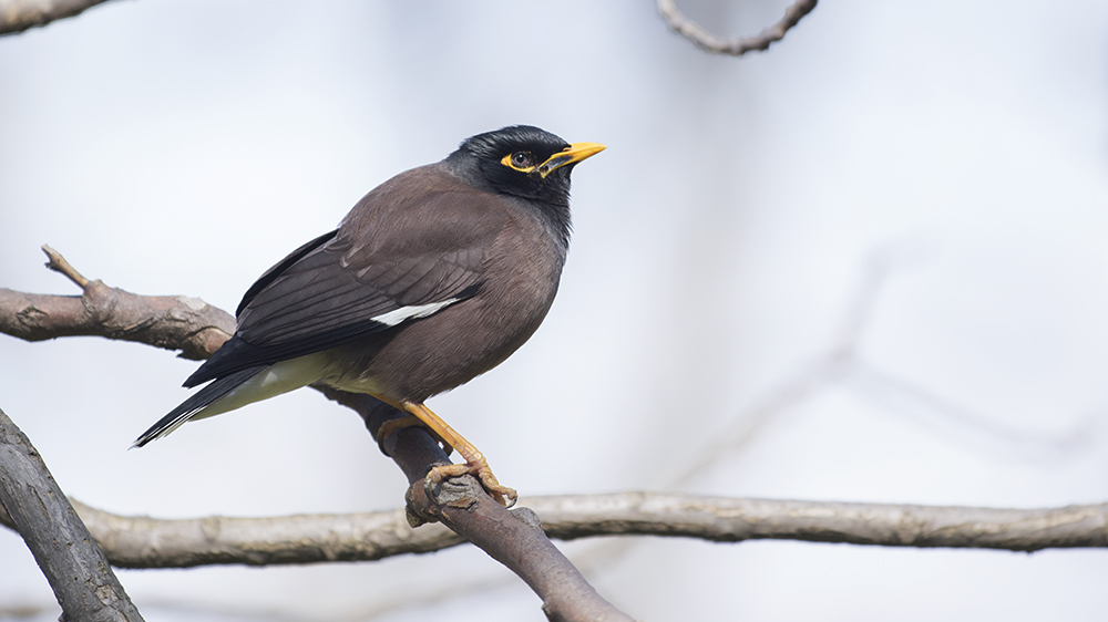 Common Myna