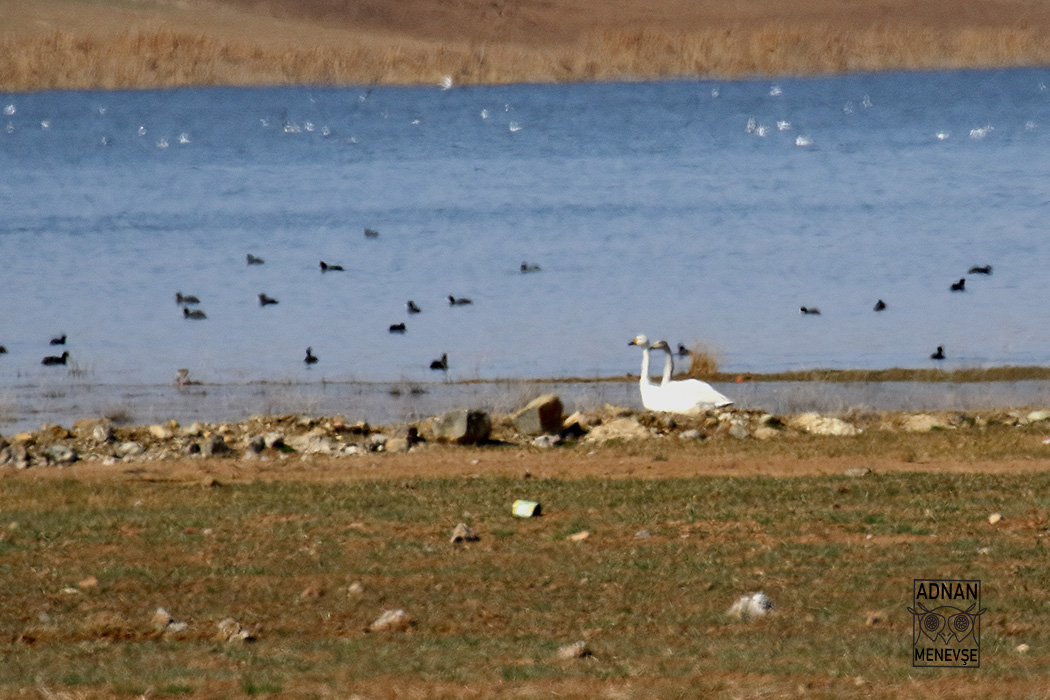 Tundra Swan