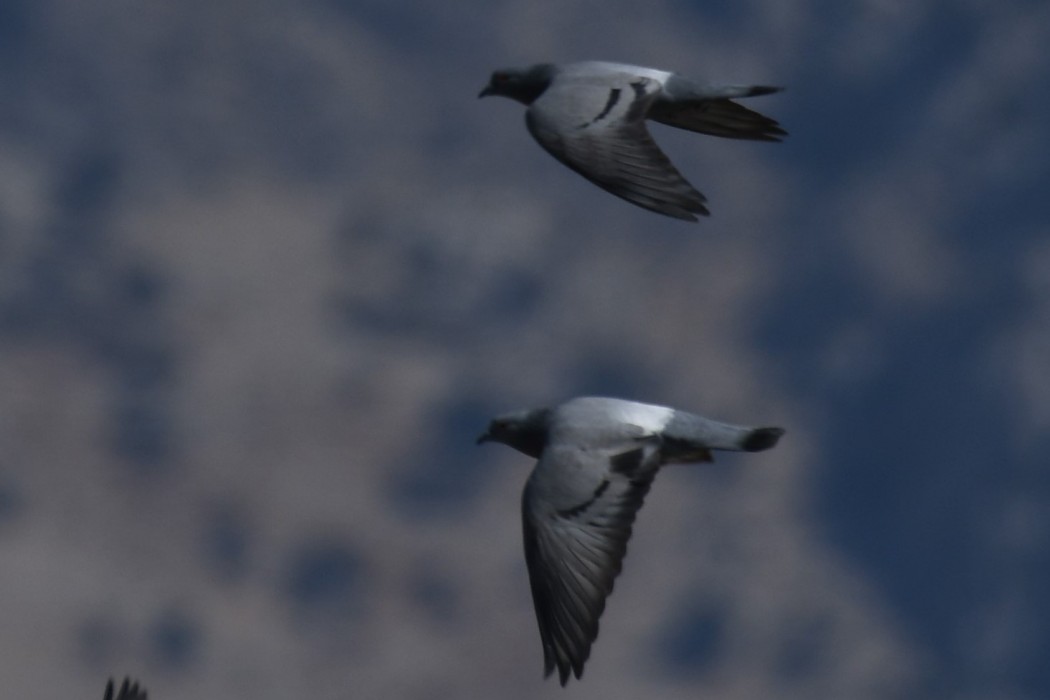 Rock Dove
