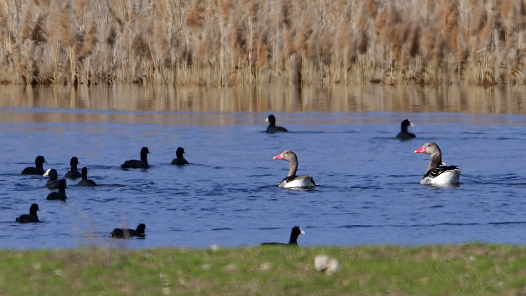 Greylag Goose