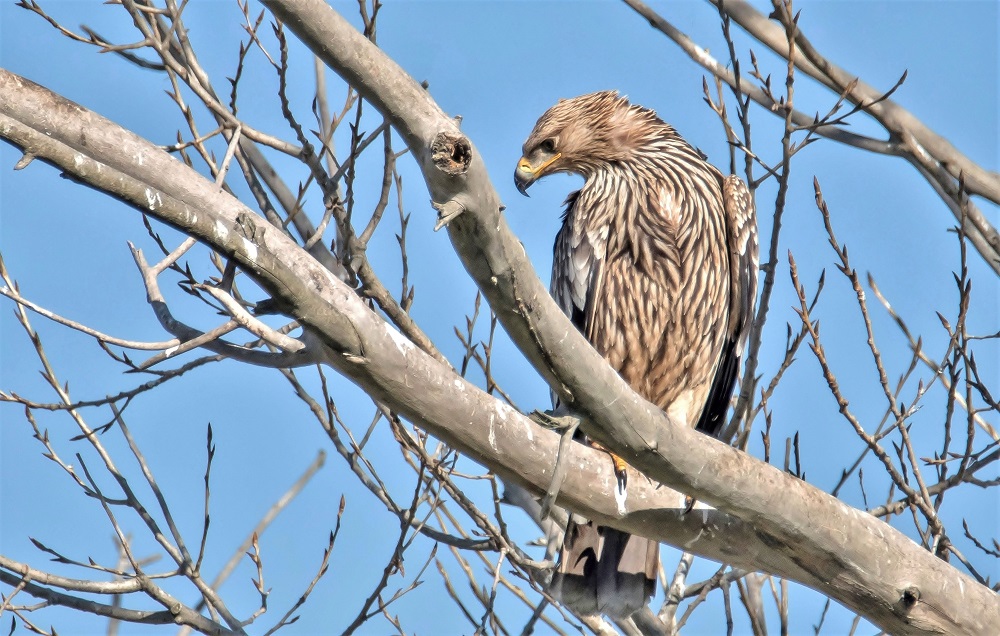 Eastern Imperial Eagle