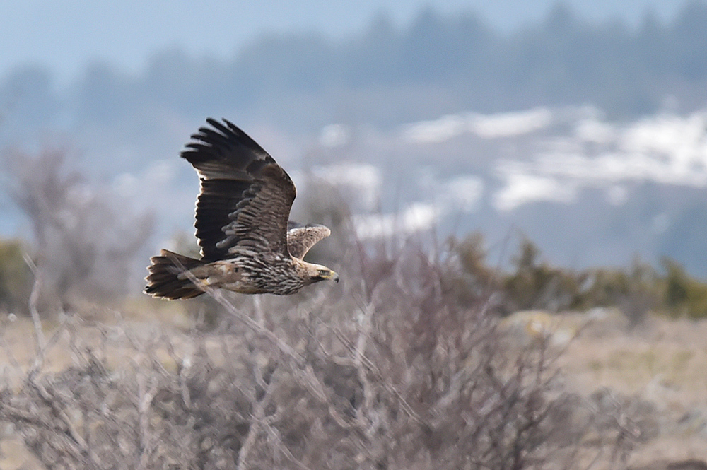Eastern Imperial Eagle