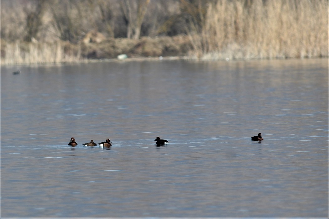 Ferruginous Duck