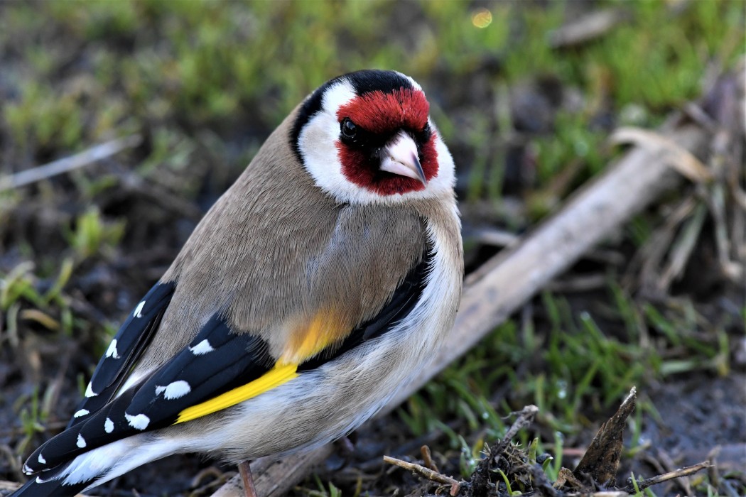 European Goldfinch