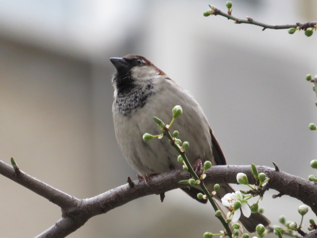 House Sparrow