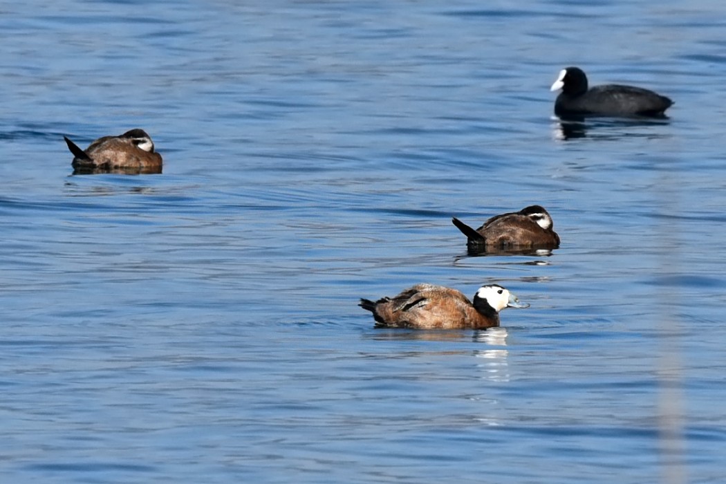 White-headed Duck