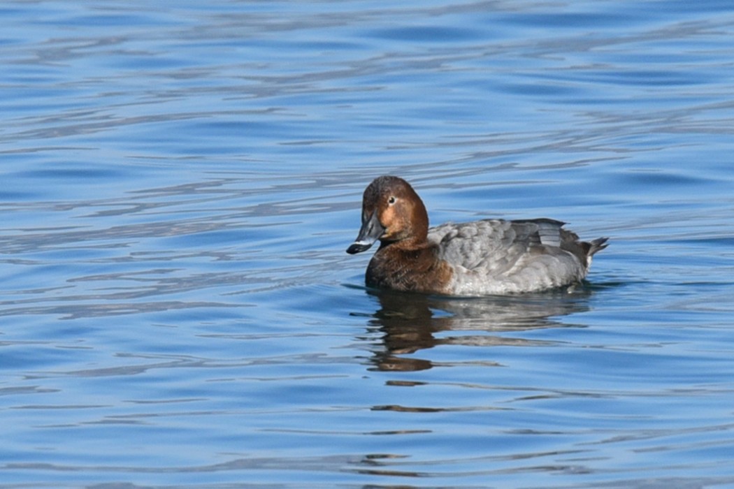 Common Pochard