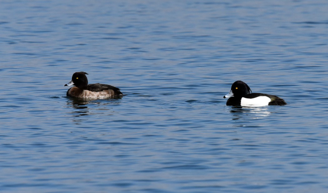 Tufted Duck