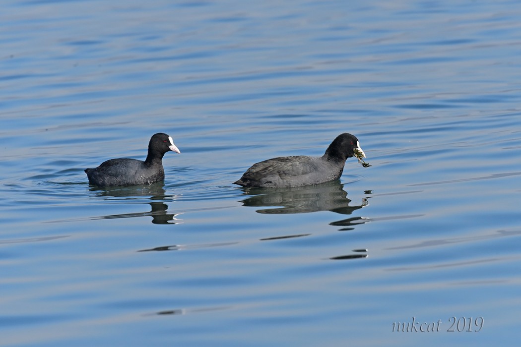 Eurasian Coot