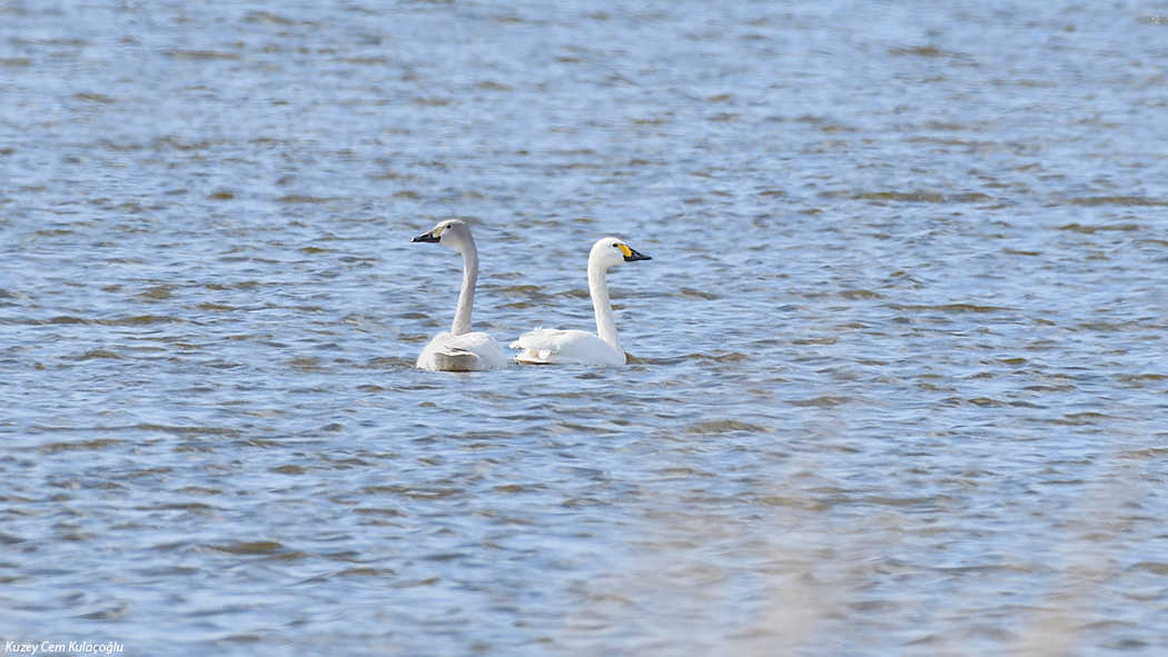 Tundra Swan