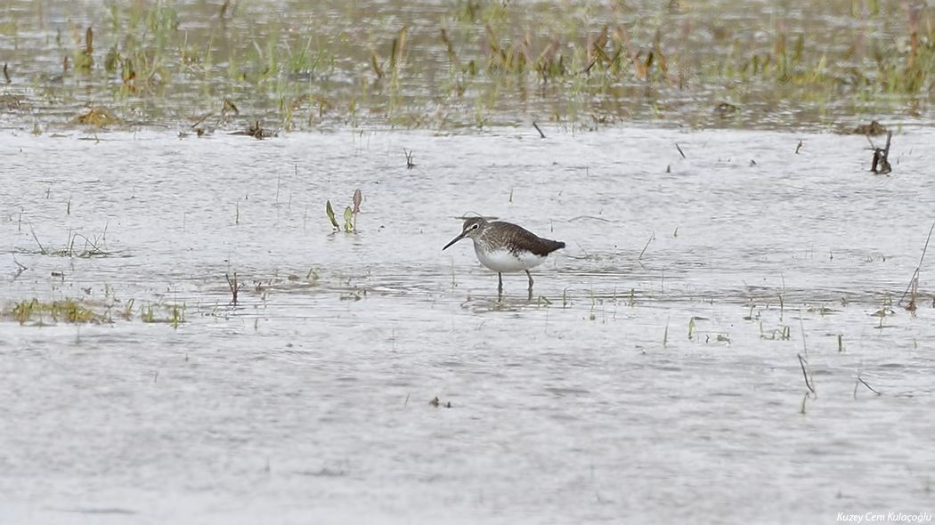 Green Sandpiper