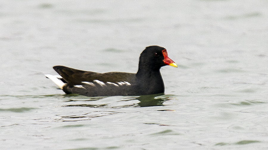 Common Moorhen