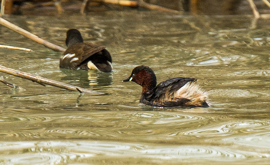 Little Grebe