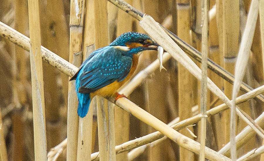 Common Kingfisher