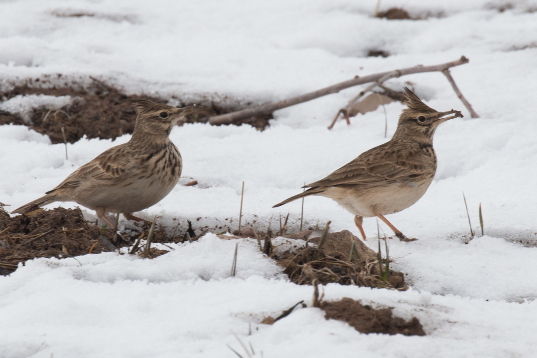 Crested Lark