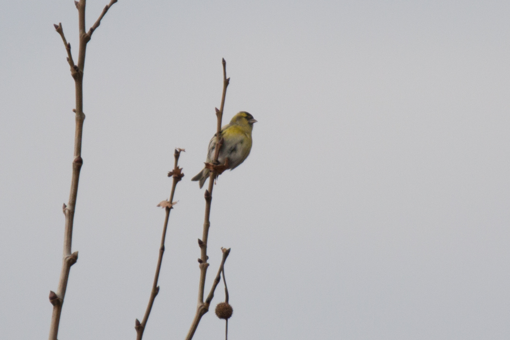 Eurasian Siskin