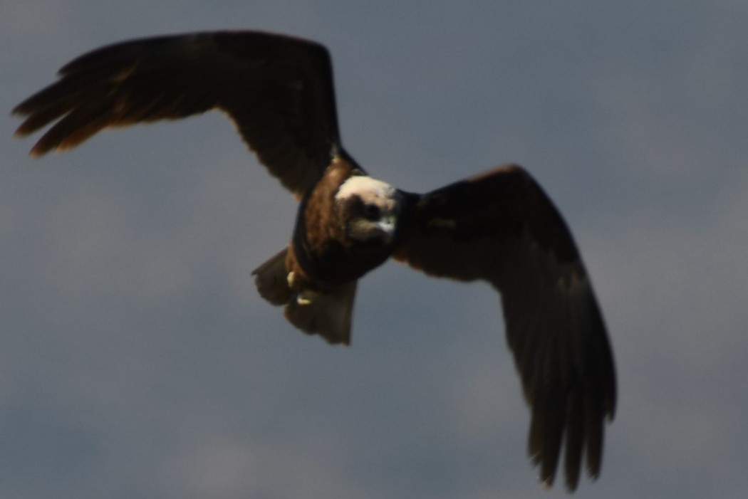 Western Marsh Harrier