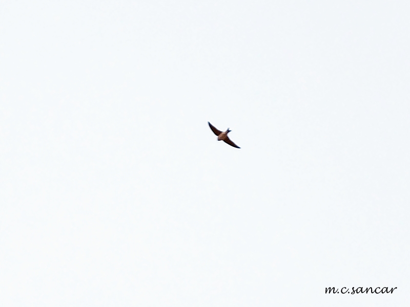 Western House Martin