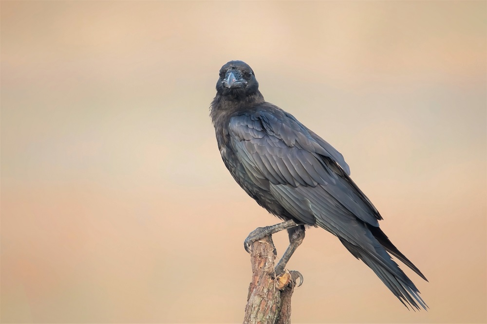 Northern Raven