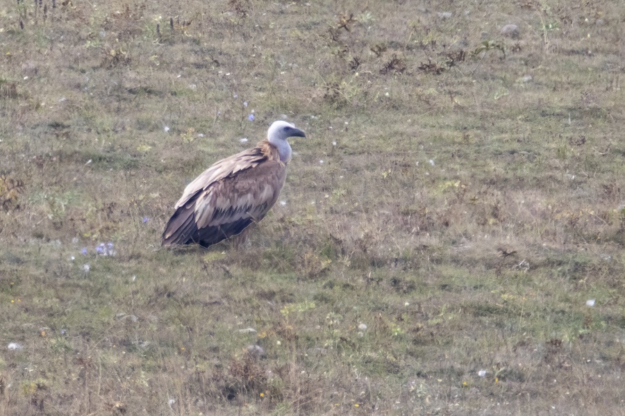Griffon Vulture