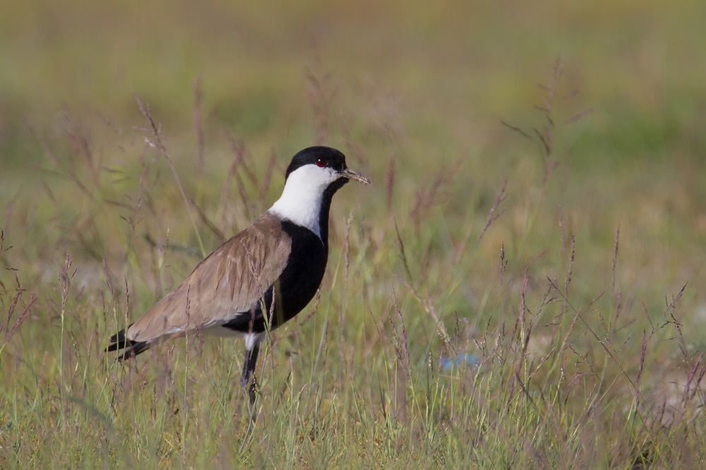 Spur-winged Lapwing