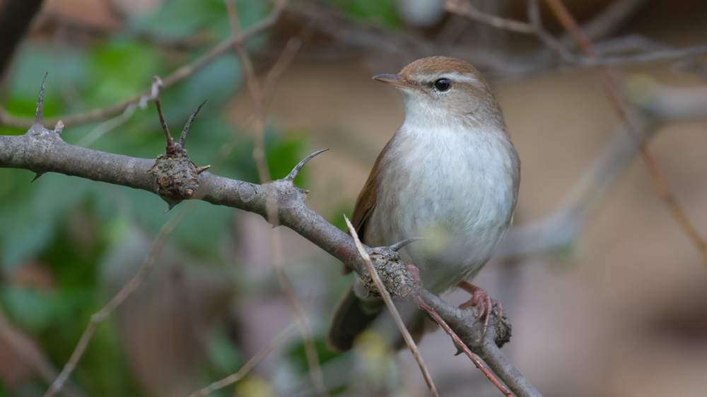 Cetti`s Warbler